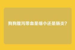 狗狗腹泻带血是细小还是肠炎？