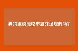 狗狗发烧能吃布洛芬退烧药吗？