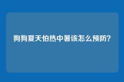狗狗夏天怕热中暑该怎么预防？