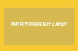 狗狗尿失禁漏尿是什么原因？