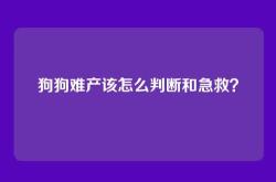 狗狗难产该怎么判断和急救？