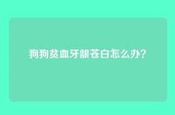 狗狗贫血牙龈苍白怎么办？
