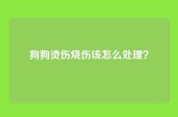 狗狗烫伤烧伤该怎么处理？