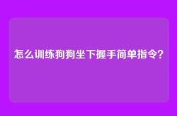 怎么训练狗狗坐下握手简单指令？