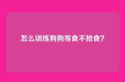 怎么训练狗狗等食不抢食？