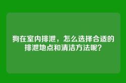 狗在室内排泄，怎么选择合适的排泄地点和清洁方法呢？
