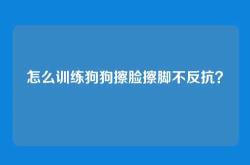 怎么训练狗狗擦脸擦脚不反抗？