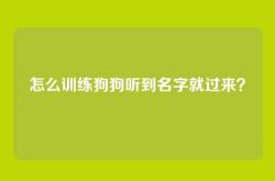 怎么训练狗狗听到名字就过来？