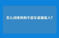 怎么训练狗狗不追车追猫追人？