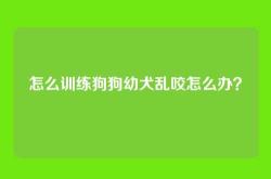 怎么训练狗狗幼犬乱咬怎么办？