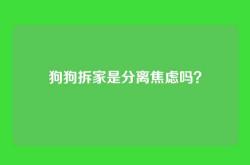 狗狗拆家是分离焦虑吗？