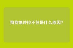 狗狗爆冲拉不住是什么原因？