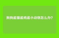 狗狗追猫追鸡追小动物怎么办？