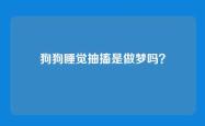 狗狗睡觉抽搐是做梦吗？