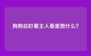 狗狗总盯着主人看是想什么？
