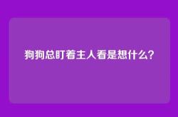 狗狗总盯着主人看是想什么？