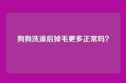 狗狗洗澡后掉毛更多正常吗？