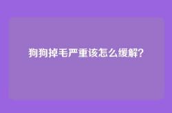 狗狗掉毛严重该怎么缓解？
