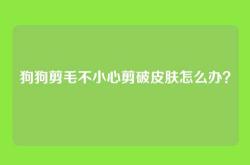 狗狗剪毛不小心剪破皮肤怎么办？