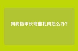 狗狗指甲长弯曲扎肉怎么办？