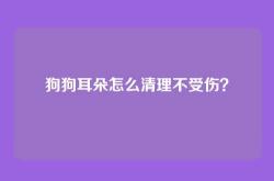 狗狗耳朵怎么清理不受伤？