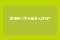 狗狗嘴边毛发黄怎么洗白？