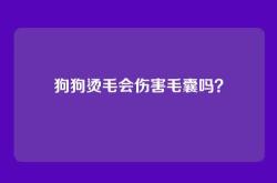 狗狗烫毛会伤害毛囊吗？