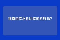 狗狗用吹水机比吹风机好吗？
