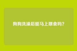 狗狗洗澡后能马上喂食吗？