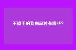 不掉毛的狗狗品种有哪些？
