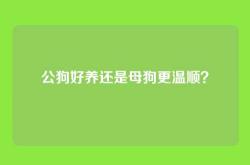 公狗好养还是母狗更温顺？