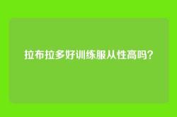 拉布拉多好训练服从性高吗？
