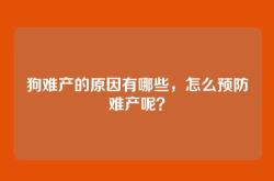 狗难产的原因有哪些，怎么预防难产呢？