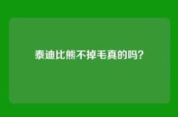 泰迪比熊不掉毛真的吗？