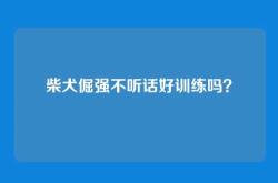 柴犬倔强不听话好训练吗？