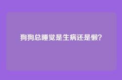 狗狗总睡觉是生病还是懒？