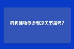 狗狗睡地板会着凉关节痛吗？