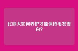 比熊犬如何养护才能保持毛发雪白？