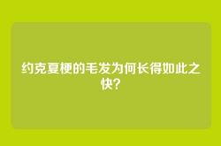 约克夏梗的毛发为何长得如此之快？