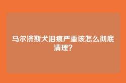 马尔济斯犬泪痕严重该怎么彻底清理？