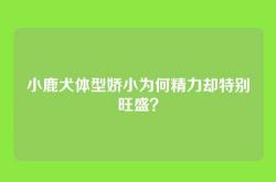 小鹿犬体型娇小为何精力却特别旺盛？