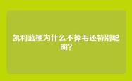凯利蓝梗为什么不掉毛还特别聪明？