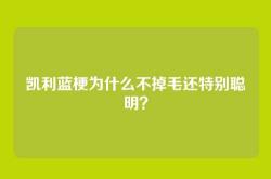 凯利蓝梗为什么不掉毛还特别聪明？