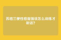 苏格兰梗性格倔强该怎么训练才听话？