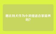 惠比特犬作为小灵缇适合家庭养吗？