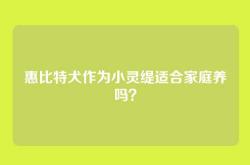 惠比特犬作为小灵缇适合家庭养吗？