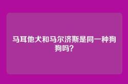 马耳他犬和马尔济斯是同一种狗狗吗？