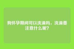 狗怀孕期间可以洗澡吗，洗澡要注意什么呢？