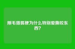 刚毛猎狐梗为什么特别爱撕咬东西？