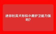 迷你杜宾犬形似小鹿护卫能力强吗？